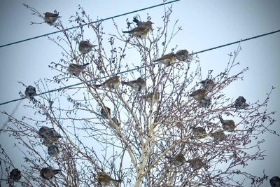 Птичья стая украсила сосну под Волгоградом