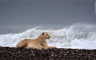 Подведены итоги самого престижного конкурса фотографий дикой природы: спешите полюбоваться на лучшие работы победителей и финалистов WPOTY 2025