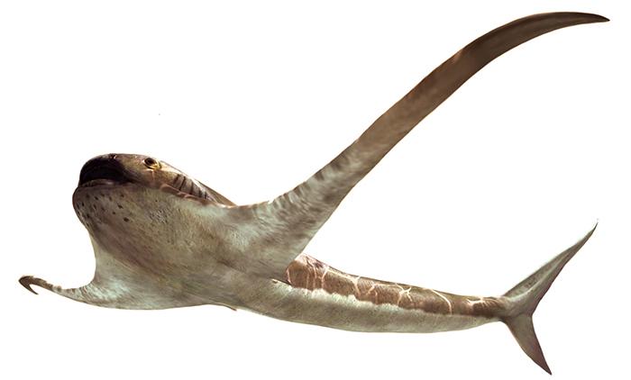 Обнаружена древняя «крылатая» акула