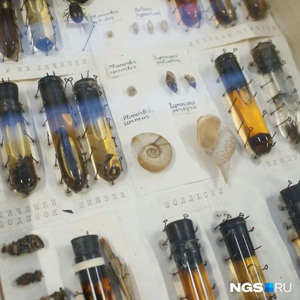 По мнению ученых, эта коллекция должна храниться вечно  | Источник: Андрей Бортко / NGS.RU