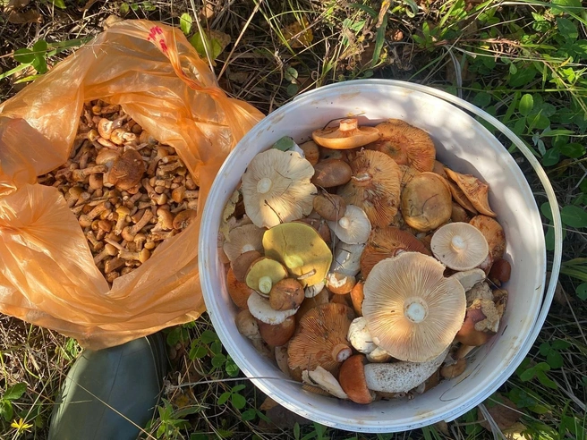 Источник: Valentinan Vorobieva / Грибы в Подмосковье 2025 / VK.com