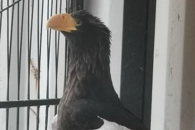 Red-Listed Sea Eagle Rescued from Bag in Nizhny Novgorod