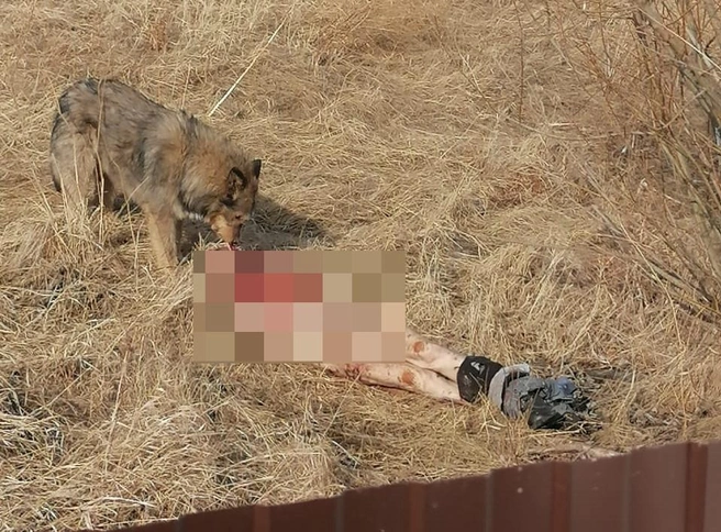 Пока садовод, обнаруживший тело, ждал полицию, подбежала бродячая собака | Источник: предоставлено красноярцем Евгением