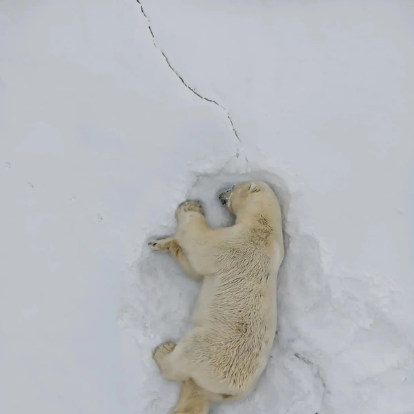 Источник: thenaturephotocontest.com