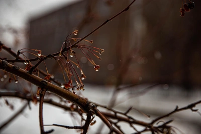 В Воронежской области прогнозируют потепление и дожди