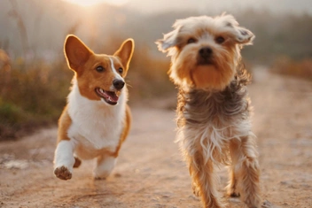 Тест: Выберите любимую породу собак и узнайте доминирующую черту вашей личности — часть 6