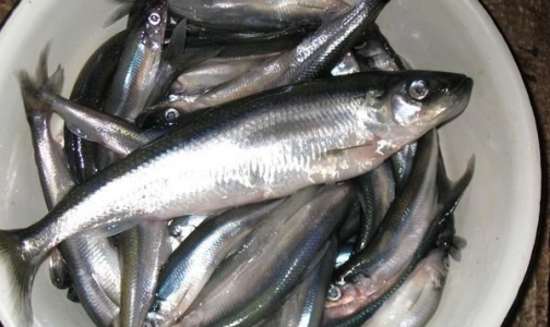 В Ладогу пришла корюшка: как отличить свежую рыбку от замороженной