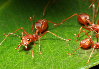 Если муравья унести далеко от его муравейника, он погибнет или найдет новый?