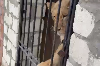 Судебные приставы изъяли львицу в Махачкале