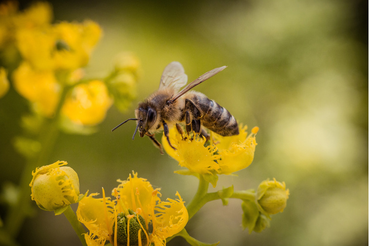 Ученые изобрели вакцину против аллергии на яд пчел