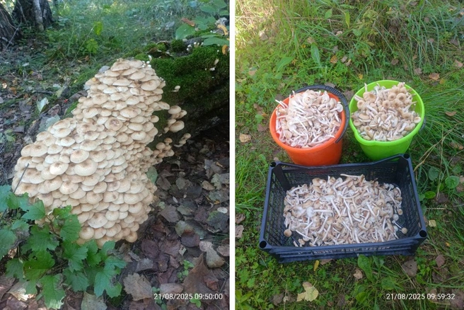 Приятно возвращаться домой с такой добычей | Источник: Сергей / Telegram