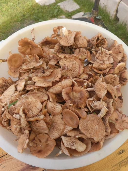 Какие красавцы!  | Источник: Общение грибников / Vk.com