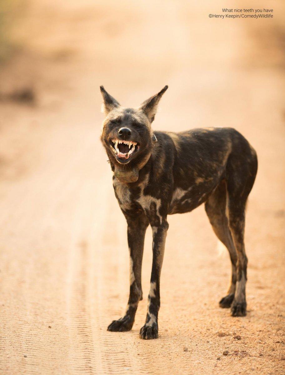 Самые смешные животные в дикой природе — финалисты фотоконкурса Comedy  Wildlife Photography Awards — 2023 | MAXIM