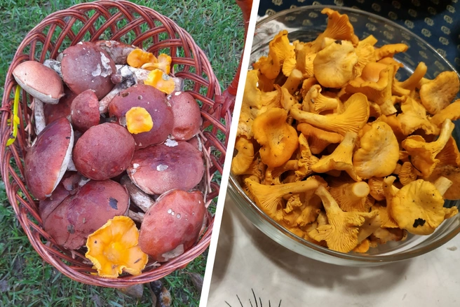 Ярославцы показали, какие грибы растут в лесу в октябре | Источник: Грибы Ярославской области / Vk.com