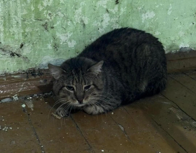 Кот с Ломоносова | Источник: «Зоопотеряшки Мурманска и области» / Vk.com