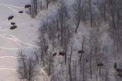 В Башкирию завезут новых зубров на 10 млн рублей