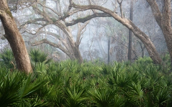 Болота Флоридчины: полюбуйтесь на лучшие снимки призеров конкурса Florida Wildlife Federation Photo Contest 2026