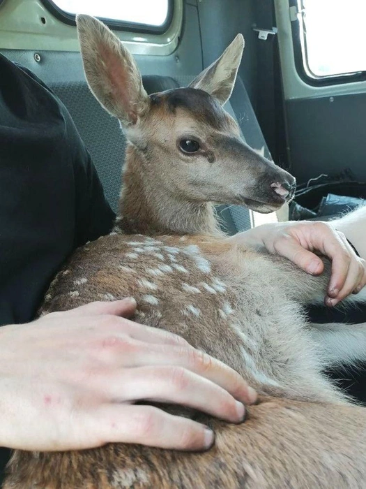 Навестить Дору можно в зоопитомнике | Источник: «75.RU — Новости Правительства Zабайкалья» / t.me