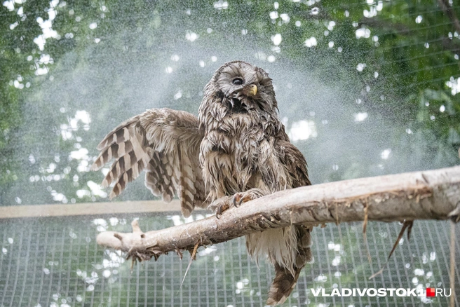 Источник: Елена Буйвол / VLADIVOSTOK1.RU