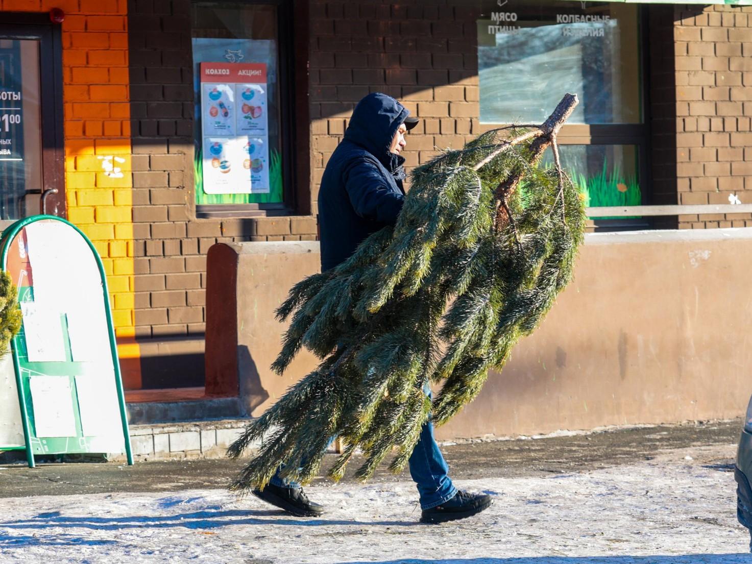 Можно ли принести с новогодней елочкой энцефалитного клеща? Отвечаем