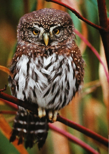 Воробьиный сыч (Glaucidia gnoma). Ареал — Аризона, Мексика. Длина — 15 см, длина крыла — 9 см, вес — 60 г | Источник: IMAGE BANK/FOTOBANK