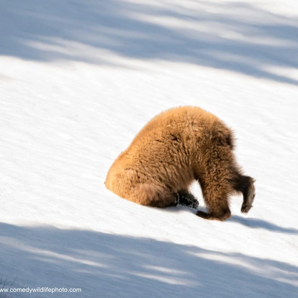 Источник: Nikon Comedy Wildlife Awards