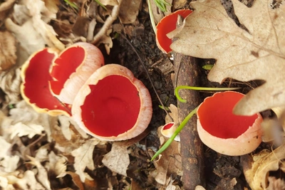 В лесах Ленобласти нашли первые грибы сезона