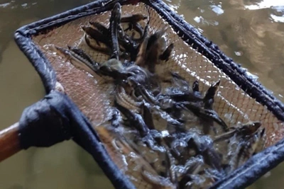 Cryopreserved Sperm Aims to Boost Azov Sea Fish