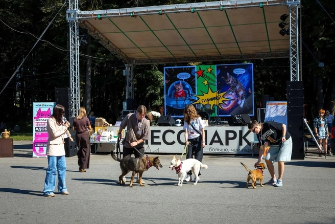 Люди передали приютам корм, лекарства, амуницию и другие вещи для содержания животных | Источник: Пресс-служба администрации города Рязани