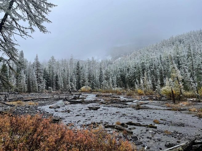 Гид несколько раз сталкивался с медведями в дикой природе | Источник: Вадим Резник