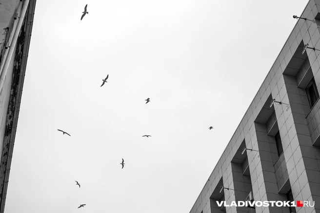 Источник: Елена Буйвол / VLADIVOSTOK1.RU