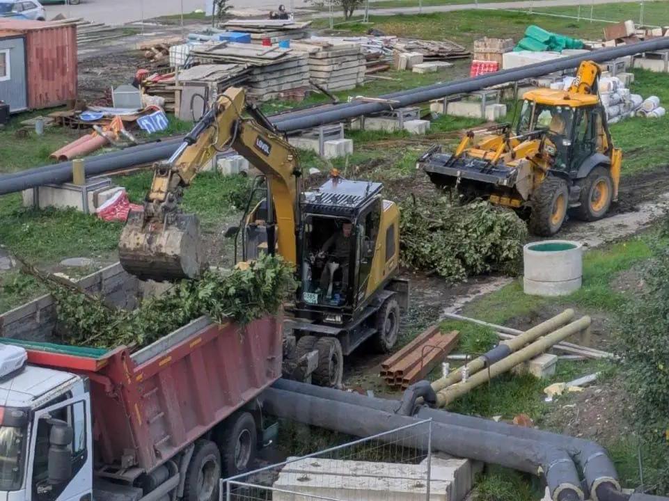 Разумишкин посоветовал согласовывать высадку деревьев