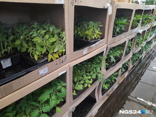Рассада прикрыта коробками | Источник: Татьяна Зарва / NGS24.RU