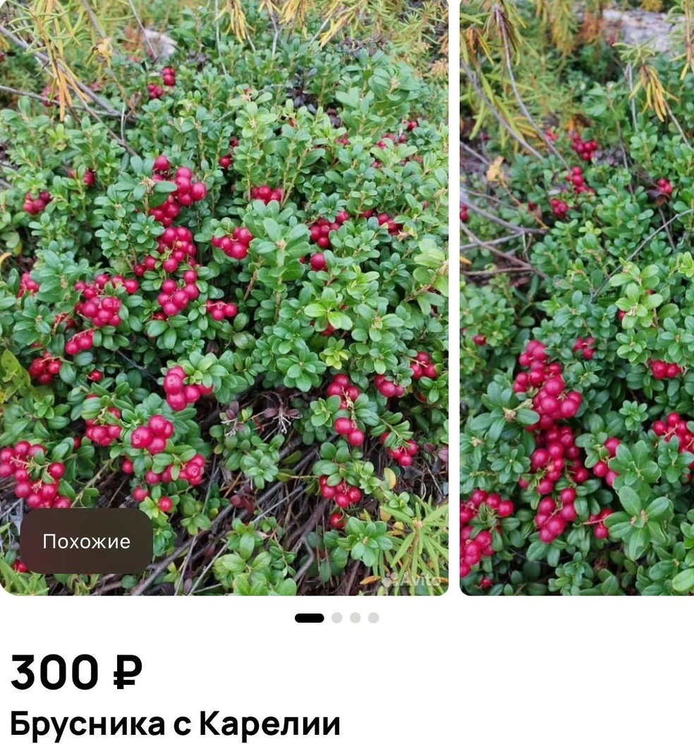 Источник: Avito.ru