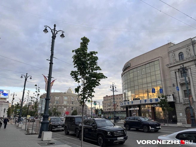 Деревья высадили после реконструкции проспекта | Источник: Полина Листопад / Voronezh1.ru