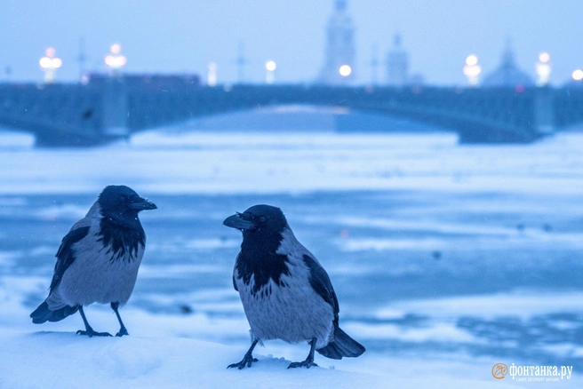 В этот день особенно внимательно прислушивались к воронам | Источник: фото с сайта FONTANKA.RU