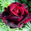userpic__Ольга Розанова