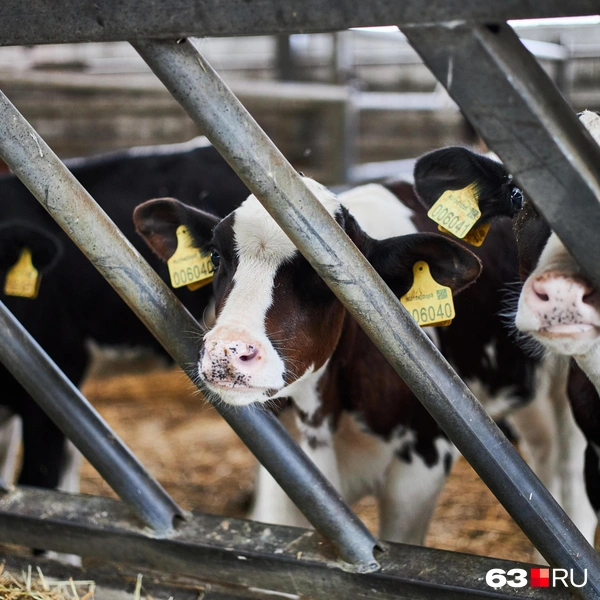 Источник: Роман Данилкин / 63.RU