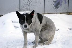 Зоозащитники полагают, что власти стремились сэкономить на программе ОСВВ | Источник: Kuzrab.ru