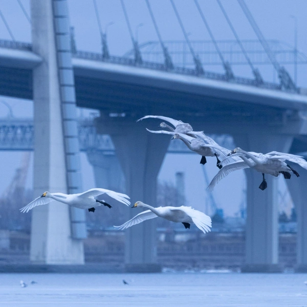 Источник: Автор: Катя Стрельникова (@catephoto) / @astrophotoboloto 