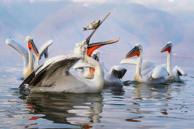 Источник: Oli Konecna / www.comedywildlifephoto.com