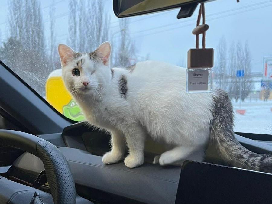 Котик любит кататься на машине  | Источник: «Омские хвостики» / Vk.com