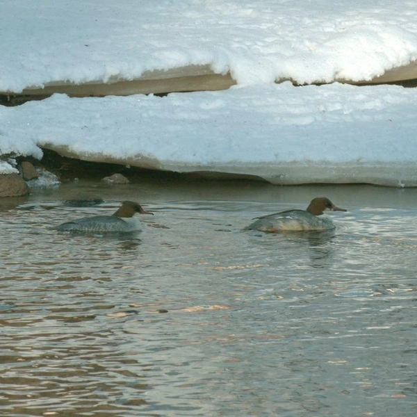 Источник: Павел Глазков / «Каждой твари по паре» 