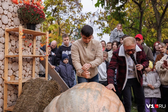 Первой под нож попала более крупная тыква весом в 323 килограмма | Источник: Алексей Волхонский / V1.RU