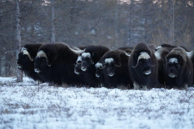 Пока овцебыки живут в природном парке «Ингилор» | Источник: Елена Андросик