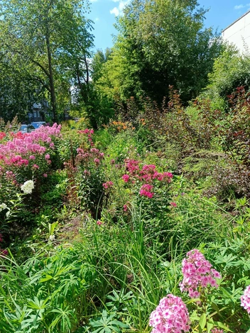 Цветы, по словам жильцов дома. радуют глаз | Источник: читатели НГС