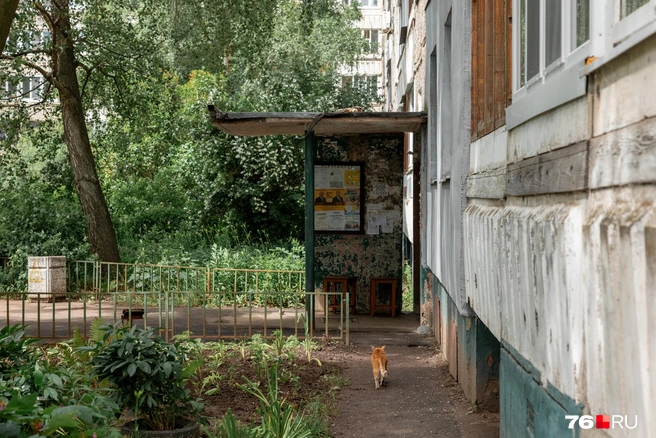 У подъездов&nbsp;— те самые клумбы, созданные руками местных жителей | Источник: Александр Куренной / 76.RU