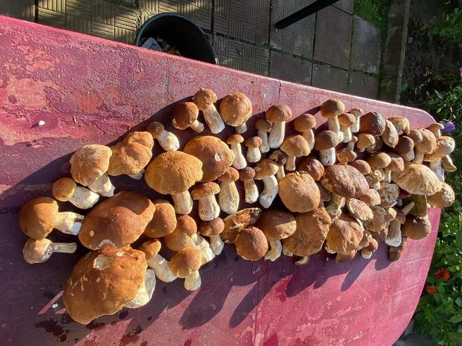 Белые грибы из Дмитровского округа | Источник: Елена Андриянкина / Грибы в Подмосковье 2025 / VK.com