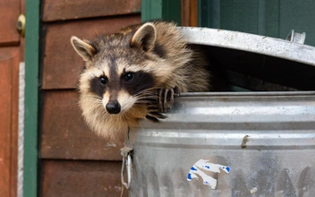 «Здравствуйте, я ваш новый сосед»: еноты начали одомашниваться