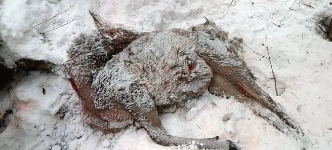 Браконьеры убивали меньше, рассказывают в дирекции нацпарка | Источник: «Красноярские Столбы» / Telegram